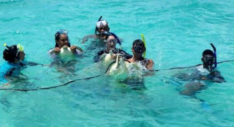 FOOTPRINTS - Project details: Save Green Sea Turtles in Bermuda, Bermuda