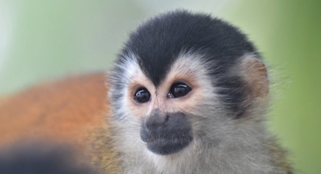 Protecting Endangered Primates Through Ecotourism in Panama