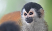 Protecting Endangered Primates Through Ecotourism in Panama in Panama, Run by: Adventure Travel Conservation Fund 