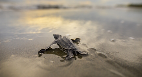 Protecting Leatherback and Hawksbill Sea Turtles in Panama