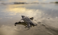 Protecting Leatherback and Hawksbill Sea Turtles in Panama in Panama, Run by: Sea Turtle Conservancy 